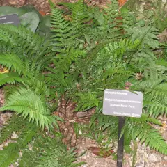 POLYSTICHUM tsus-simese - Fougère