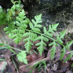 WOODSIA obtusa - Fougère