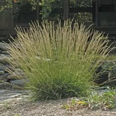 BOUTELOUA curtipendula - Graminée, Bouteloue