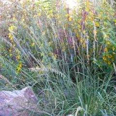 BOUTELOUA curtipendula - Graminée, Bouteloue