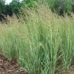 CALAMAGROSTIS acutiflora 'Avalanche' - Graminée, Calamagrostide