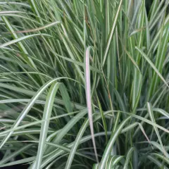 CALAMAGROSTIS acutiflora 'Avalanche' - Graminée, Calamagrostide