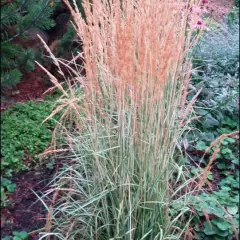 CALAMAGROSTIS acutiflora 'Avalanche' - Graminée, Calamagrostide