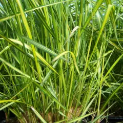 CALAMAGROSTIS acutiflora 'England' - Graminée, Calamagrostide