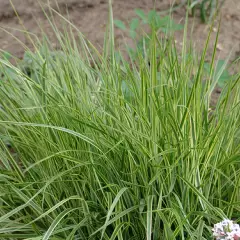 CALAMAGROSTIS acutiflora 'England' - Graminée, Calamagrostide