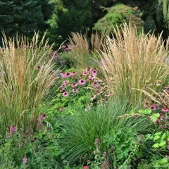 CALAMAGROSTIS acutiflora 'Waldenbuch'