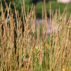 CALAMAGROSTIS acutiflora 'Waldenbuch'