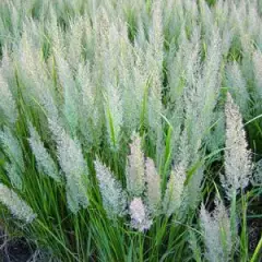 CALAMAGROSTIS brachytricha