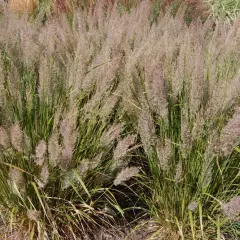 CALAMAGROSTIS brachytricha