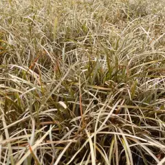 CAREX berggrenii - Graminée, Laîche