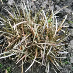 CAREX berggrenii - Graminée, Laîche