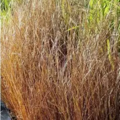 CAREX buchananii 'Frank's Hair' - Graminée, Laîche