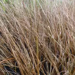 CAREX buchananii 'Frank's Hair' - Graminée, Laîche