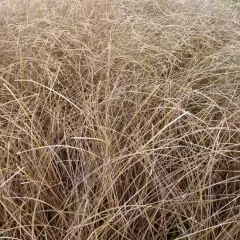 CAREX comans 'Kupferflamme'