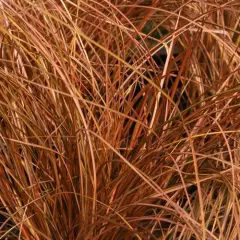 CAREX comans 'Kupferflamme'