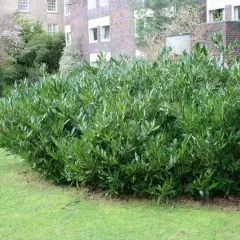 PRUNUS laurocerasus 'Zabeliana' - Plantes de haie, Laurier palme