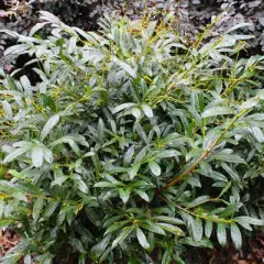 PRUNUS laurocerasus 'Zabeliana' - Plantes de haie, Laurier palme