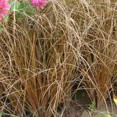 CAREX comans 'Milk Chocolate' - Graminée, Laîche