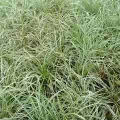 CAREX conica 'Snowline' - Graminée, Laîche