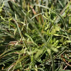 CAREX conica 'Snowline' - Graminée, Laîche