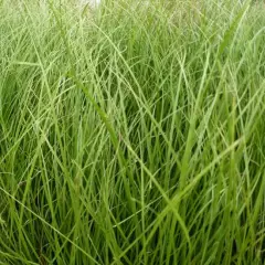 CAREX howardii 'Phoenix Green'