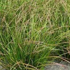 CAREX howardii 'Phoenix Green'