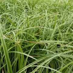 CAREX morrowii 'Silver Sceptre' - Graminée, Laîche