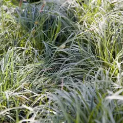 CAREX morrowii 'Silver Sceptre' - Graminée, Laîche