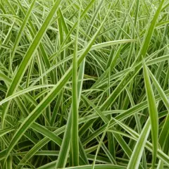 CAREX morrowii 'Aureovariégata' - Graminée, Laîche