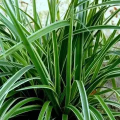 CAREX morrowii 'Aureovariégata' - Graminée, Laîche