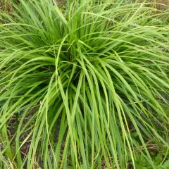 CAREX morrowii 'Mosten' - Graminée, Laîche