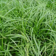 CAREX morrowii 'Mosten' - Graminée, Laîche