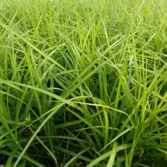 CAREX muskingumensis 'Silberstreif' - Graminée, Laîche