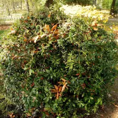 BERBERIS hybrido-gagnepainii - Epine vinette