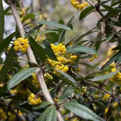 BERBERIS hybrido-gagnepainii - Epine vinette