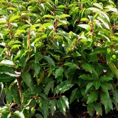 PRUNUS lusitanica - Laurier du Portugal, Plante de haie