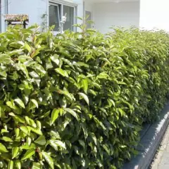PRUNUS lusitanica - Plantes de haie, Laurier, haie de laurier
