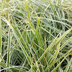 CAREX oshimensis 'Evereste' - Graminée, Laîche