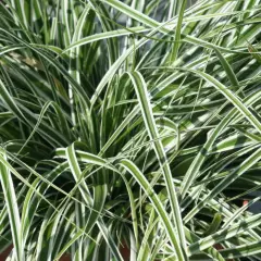 CAREX oshimensis 'Evereste' - Graminée, Laîche