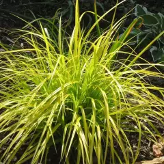 CAREX oshimensis 'Everillo' - Graminée, Laîche