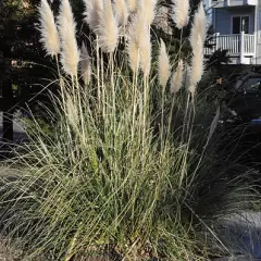 CORTADERIA selloana 'Evita' ® - Herbe de la pampa