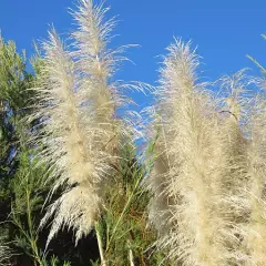 CORTADERIA selloana 'Evita' ® - Herbe de la pampa