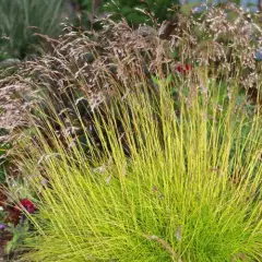 DESCHAMPSIA flexuosa 'Tatra Gold'