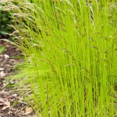 DESCHAMPSIA flexuosa 'Tatra Gold'