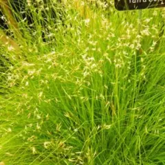 DESCHAMPSIA flexuosa 'Tatra Gold'