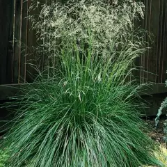 DESCHAMPSIA cespitosa 'Vivipara' - Graminée, Canche cespiteuse