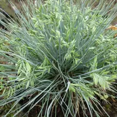 FESTUCA cinerea 'Zwergenkönig' - Fétuque