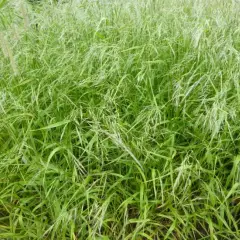 FESTUCA gigantea - Fétuque