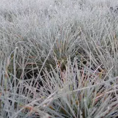 FESTUCA glauca 'Azurit' - Fétuque