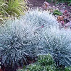 FESTUCA glauca 'Azurit' - Fétuque